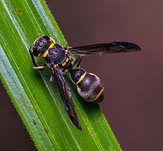 <i>Apodynerus</i> Genus of wasps