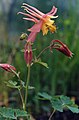 Aquilegia formosa