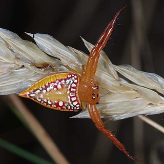 <i>Arkys walckenaeri</i> Species of spider