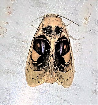 <i>Arrhenophanes perspicilla</i> Species of moth