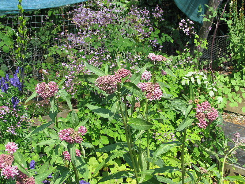 File:Asclepias cf. purpurascens (9344313230).jpg