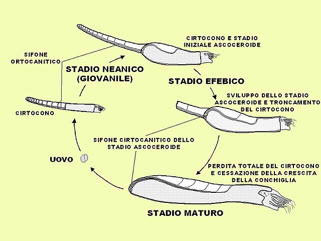 Schema ricostruttivo dell'ontogenesi di nautiloidi appartenenti all'ordine Ascocerida, caratterizzati da un netto cambiamento di morfologia della conchiglia durante la transizione da forme giovanili a forme mature (stadio efebico). Le forme giovanili avevano una conchiglia orto- o cirtoconica, longicona ed erano probabilmente predatori necto-bentonici. Le forme adulte sono caratterizzate da una conchiglia globosa con camere in posizione dorsale e parete sottile, corrispondente probabilmente ad uno stile di vita pelagico. Lo stadio cirtoconico giovanile era deciduo, cioè veniva perso gradualmente nella transizione ad adulto.