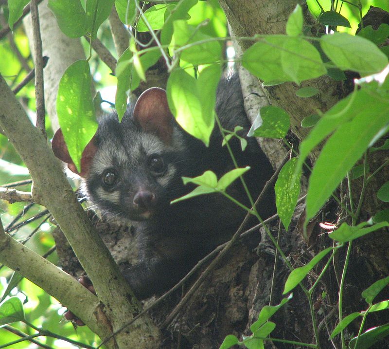 Asian Palm Civet Over A Tree.jpg