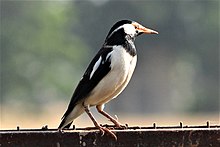 Asian Pied Starling (Pied Myna)... Asian Pied Starling (Pied Myna).jpg