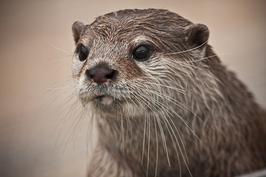 Asian Short Clawed Otter Diets For Diabetics