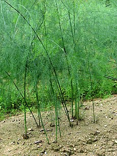 Asparagus plants - geograph.org.uk - 552470.jpg