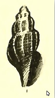 <i>Asperdaphne bastowi</i> species of mollusc