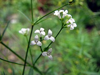 <i>Asperula tinctoria</i> Species of plant