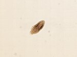 Thumbnail for Aspidogastridae