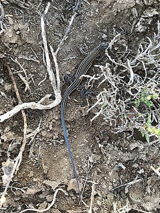 <span class="mw-page-title-main">Baja California whiptail</span> Species of reptile