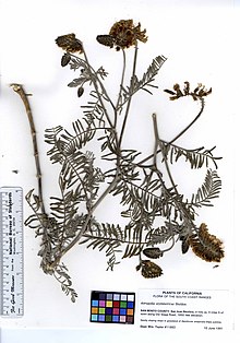Astragalus asymmetricus (5903588722) .jpg