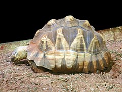 Description de l'image Astrochelys yniphora.jpg.