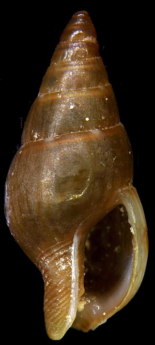 <i>Astyris</i> Genus of gastropods