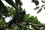 Thumbnail for Brown-headed spider monkey