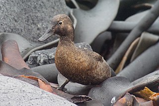 Auckland teal Species of bird