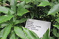 Aucuba Aucuba japonica Thumb cornaceae Cina 10-18 1452.jpg