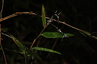 <i>Aulonemia pumila</i> Species of grass