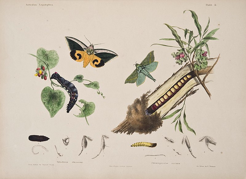 File:Australian lepidoptera and their transformations, drawn from the life (6305430197).jpg