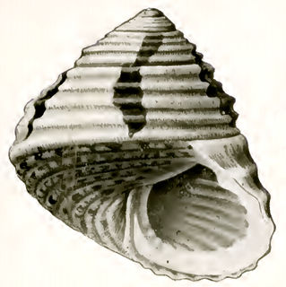 <i>Austrocochlea diminuta</i> species of mollusc