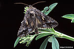 Thumbnail for Autographa californica