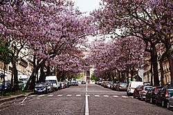 Avenue Carnot (Paris)