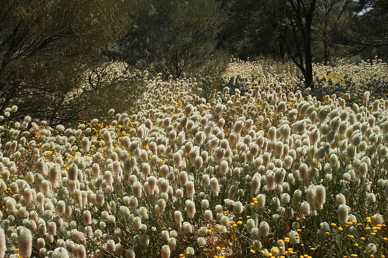 File:Ayers Rock Surrounding Flora- PR.jpg