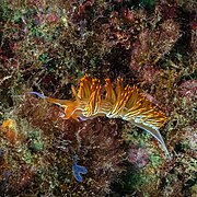 Babosa de mar (Flabellina babai), Parque natural de la Arrabida, Portugal, 2022-07-19, DD 84.jpg