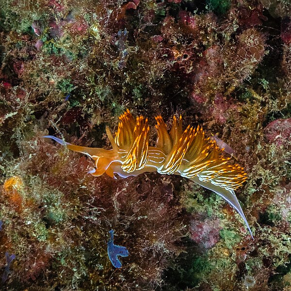 File:Babosa de mar (Flabellina babai), Parque natural de la Arrábida, Portugal, 2022-07-19, DD 84.jpg