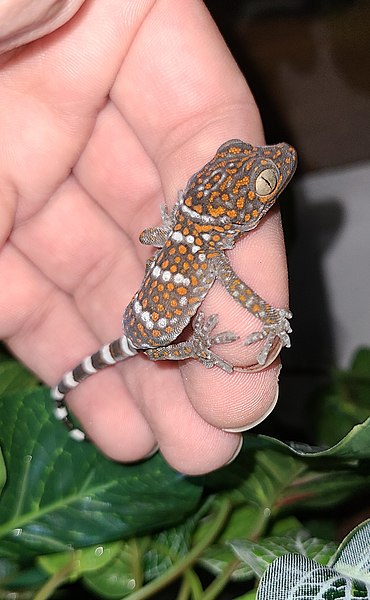 File:Baby Tokay gecko.jpg