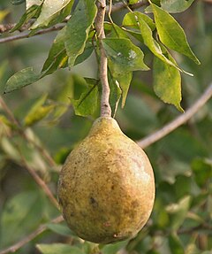 Aegle Marmelos: Descripción, Distribución, Usos