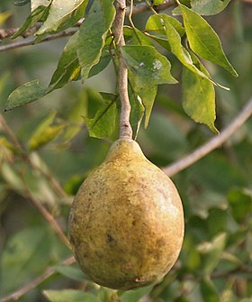 Fruta de Bael