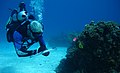 Bahamas lionfish reef research.jpg