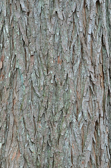 Bald Cypress Taxodium distichum Bark Vertical.JPG