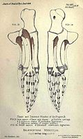 Balenoptera musculus musculature, Struthers.jpg