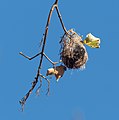 * Nomination Baltimore oriole nest in Prospect Park (Brooklyn, NY, USA) --Rhododendrites 19:39, 27 November 2022 (UTC) * Promotion  Support Good quality. --Velvet 08:09, 28 November 2022 (UTC)