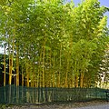 * Nomination The bamboo forest in the Botanical Garden of the University of Vienna in Vienna, Austria --D-Kuru 16:22, 29 August 2023 (UTC) * Promotion  Support Good quality. --Jakubhal 18:45, 29 August 2023 (UTC)