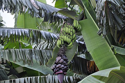 Banana plant 2