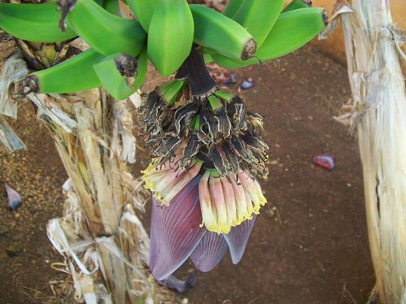 File:Bananenblüte Cuba.JPG