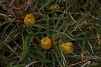 Banksia nivea