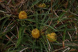 Banksia nivea 01 gnangarra.JPG