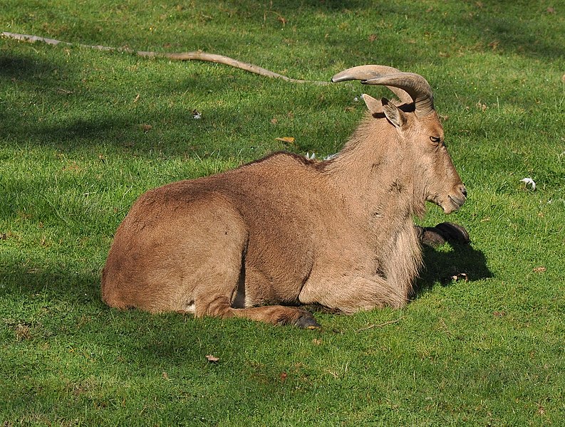 File:Barbary Sheep (Ammotragus lervia).JPG