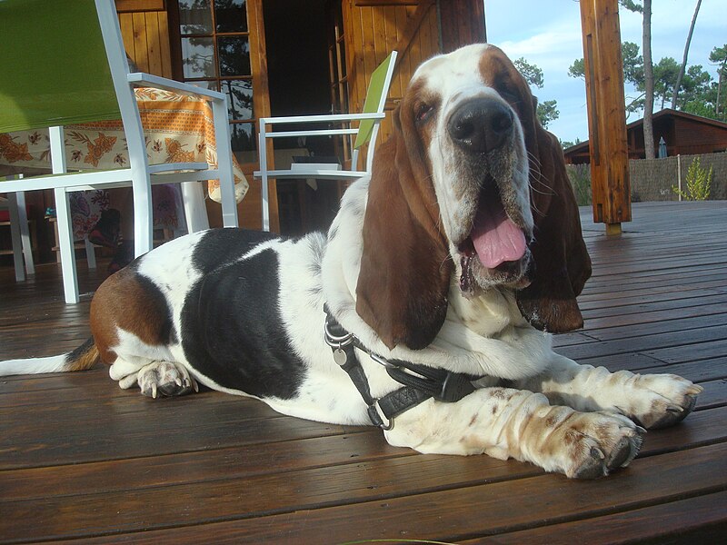 File:Basset hound splendide.jpg