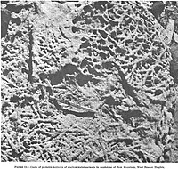 Sezione di affioramento della parte inferiore del Supergruppo Beacon (Gruppo Taylor), nella zona del Ghiacciaio Taylor (Terra Vittoria). Strutture di bioturbazione su superficie di strato in arenaria, di età devoniana.