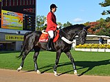 京都競馬場（ビートブラック）