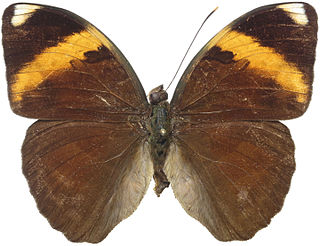 <i>Bebearia comus</i> Species of butterfly