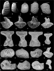 File:Benthopectinidae (10.5852-ejt.2021.755.1405) Figure 6.png (Category:Pontaster tenuispinus)