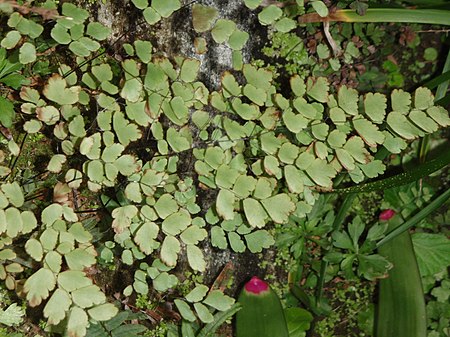 Bermuda Maidenhair Fern-00.JPG