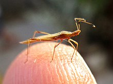 Berytinus minor (Berytidae sp.), Arnhem, Nizozemsko - 2.jpg