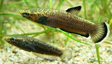 Betta albimarginata 060311 8.jpg 