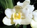 Bifrenaria harrisoniae var. alba